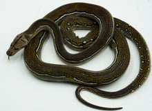 Load image into Gallery viewer, Tiger Anthrax Reticulated Python (0.1)
