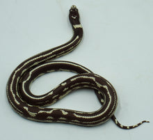 Load image into Gallery viewer, Hypo Aberrant California King Snake (1.0)
