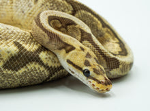Load image into Gallery viewer, Spider Lucifer Yellow Belly Ball Python (1.0)
