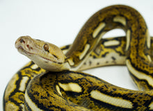 Load image into Gallery viewer, Tiger Het Anthrax Reticulated Python (1.0)
