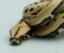 Load image into Gallery viewer, Golden Eye Blood Python (1.0))
