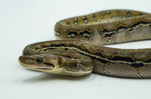 Load image into Gallery viewer, Anthrax Reticulated Python (1.0)
