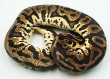 Load image into Gallery viewer, Pastel Leopard Yellow Belly Fader Ball Python (0.1)
