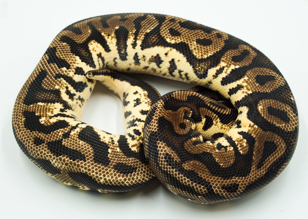 Pastel Leopard Yellow Belly Fader Ball Python (0.1)