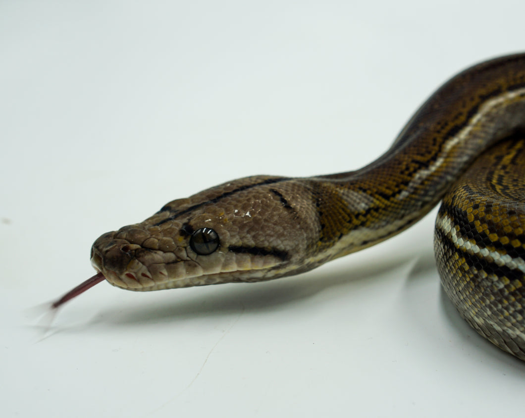 Tiger Anthrax Reticulated Python (0.1)