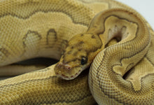 Load image into Gallery viewer, Lesser Clown Ball Python (1.0)
