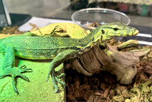 Load image into Gallery viewer, Captive Bred Possible Het Sulfur and Black Dragon Asian Water Monitor (Unsexed)
