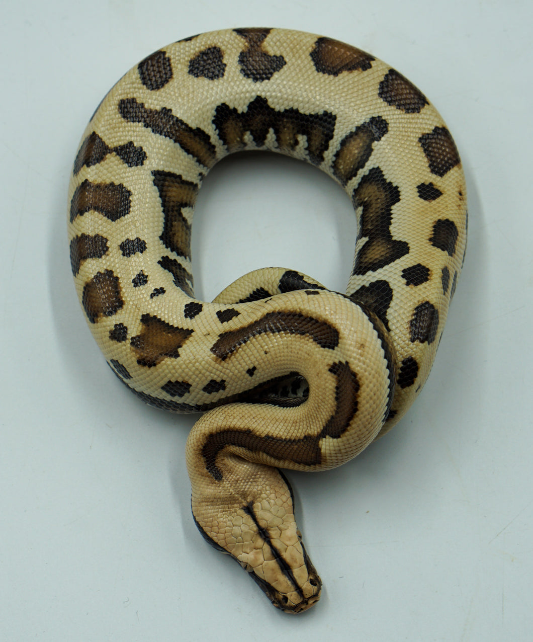 Golden Eye Blood Python (1.0))