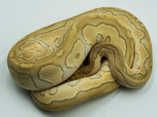 Load image into Gallery viewer, Lesser Clown Ball Python (1.0)
