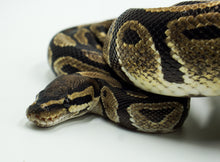 Load image into Gallery viewer, Normal Ball Python (1.0)
