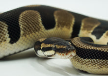 Load image into Gallery viewer, Orange Dream Yellow Belly Het Pied Ball Python (1.0)
