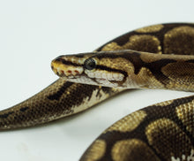 Load image into Gallery viewer, Gravel Spider Ball Python (0.1)

