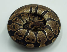 Load image into Gallery viewer, Het Lavender Pos Het Pied Ball Python (0.1)
