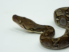 Load image into Gallery viewer, Anery Het Albino Jampea Reticulated Python (3.0)
