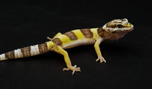Load image into Gallery viewer, Albino Leopard Geckos (0.0.2)
