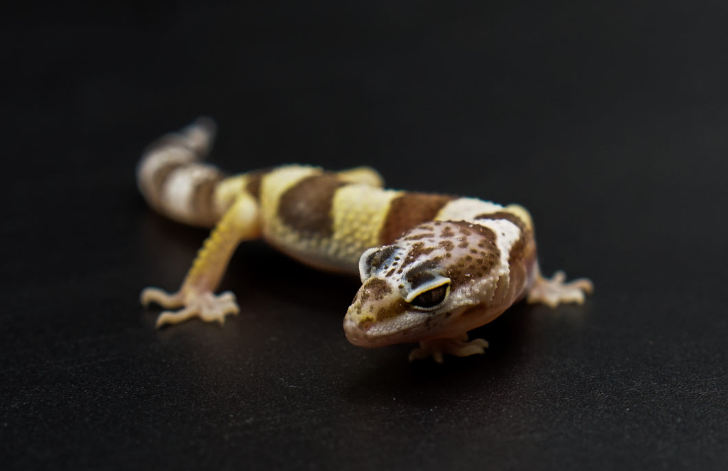 Albino Leopard Geckos (0.0.2)