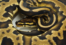Load image into Gallery viewer, Leopard Mojave 66% Pos Het Sunset Ball Python (1.0)
