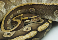 Load image into Gallery viewer, Odium Mojave Red Stripe Ball Python (1.0)
