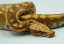 Load image into Gallery viewer, T+ Albino Blood Python (1.0)
