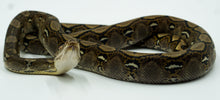 Load image into Gallery viewer, Het Orange Ghost Stripe (HOGS) Reticulated Python (1.0)
