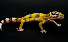 Load image into Gallery viewer, Normal Leopard Gecko (1.0)
