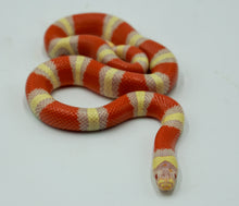 Load image into Gallery viewer, Albino Nelson x Pueblan Milk Snake
