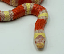 Load image into Gallery viewer, Albino Nelson x Pueblan Milk Snake

