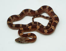 Load image into Gallery viewer, Diffused Corn Snake
