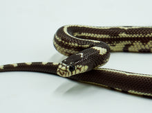 Load image into Gallery viewer, Hypo Aberrant California King Snake (1.0)
