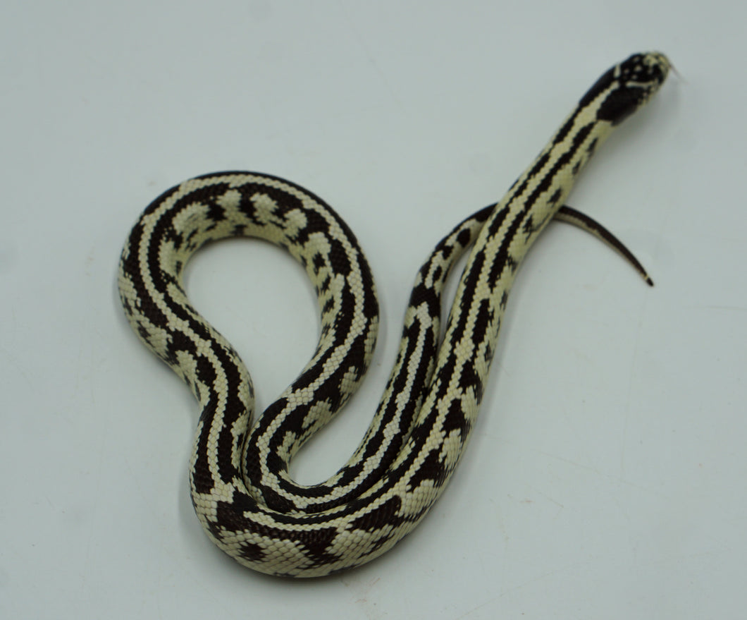 Black & White Aberrant California King Snake (0.0)