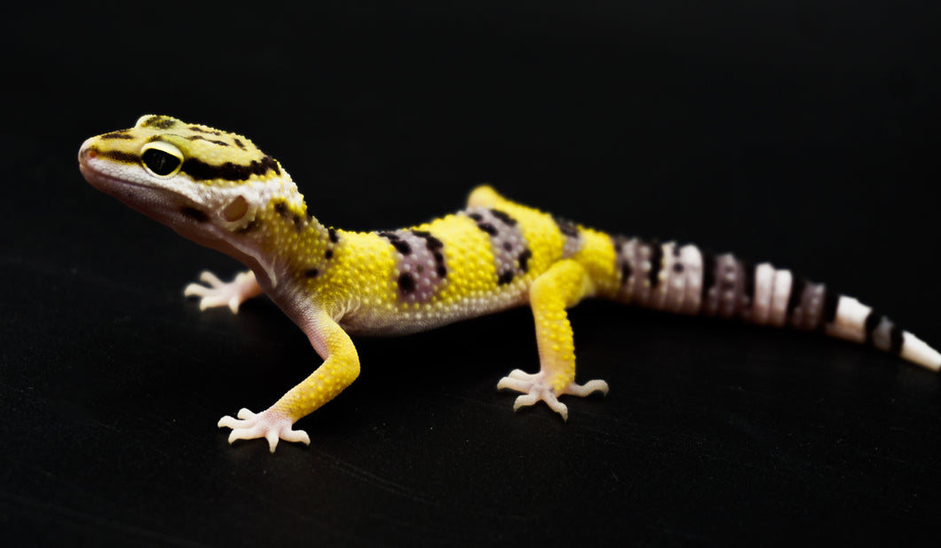 Normal Leopard Gecko (1.0)