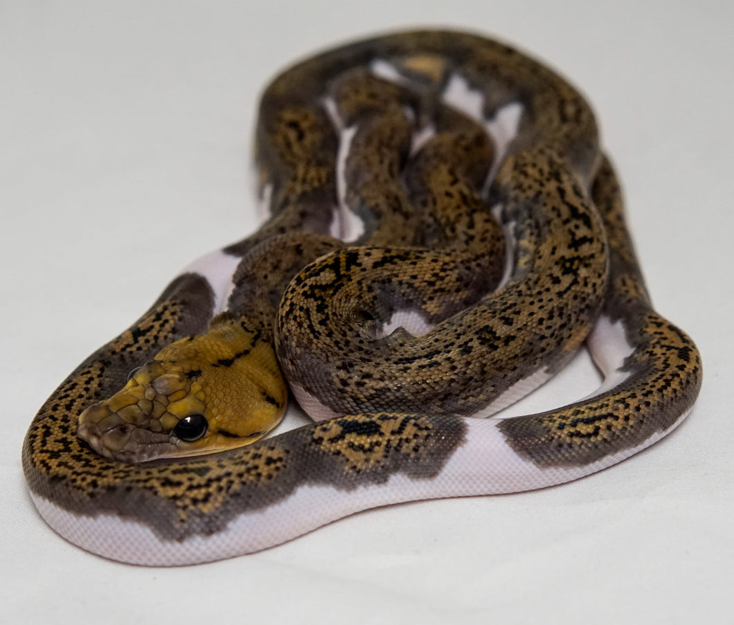 Pied Reticulated Python (1.0)