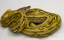 Load image into Gallery viewer, Platinum Marble Tiger Reticulated Python (1.0)
