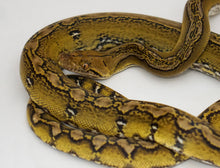 Load image into Gallery viewer, Marble Sunfire Het Purple Albino Reticulated Python (1.0)
