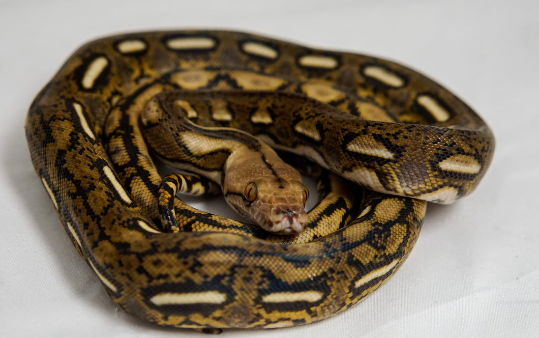 Tiger Het Anthrax Reticulated Python (1.1)