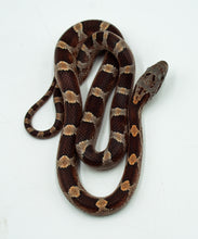 Load image into Gallery viewer, Diffused Corn Snake
