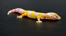 Load image into Gallery viewer, Albino Leopard Gecko (0.2)
