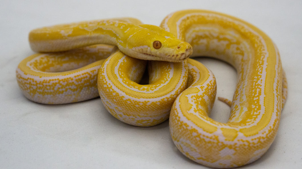 White Marble Reticulated Python (0.1)
