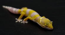 Load image into Gallery viewer, Albino Leopard Gecko (0.2)
