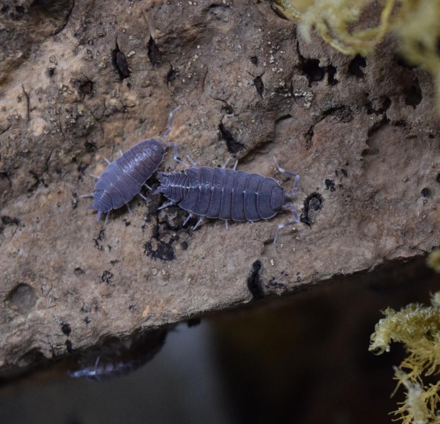 Porcellionides pruinosus 'Powder Blue' Isopod Culture
