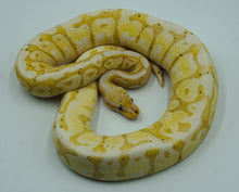 Load image into Gallery viewer, Coral Glow Pastel Hidden Gene Woma Granite Calico Ball Python (1.0)
