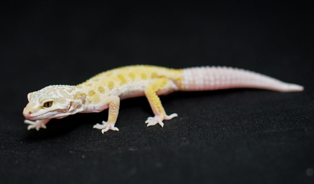 Albino Leucisitc Leopard Gecko (0.1)