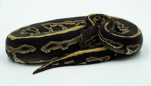 Load image into Gallery viewer, Phantom Leopard Yellow Belly/Gravel Ball Python (1.0)
