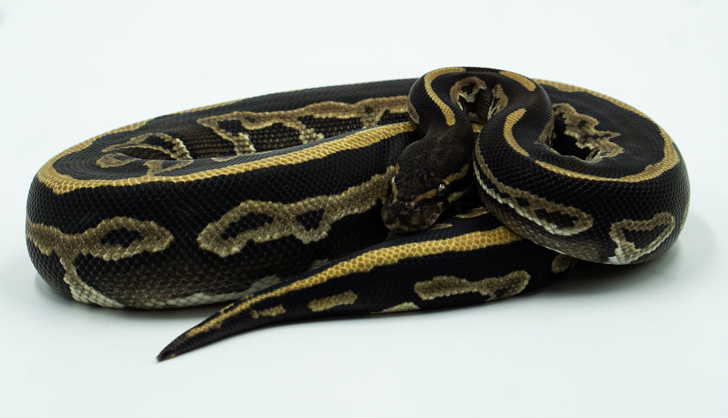 Phantom Leopard Yellow Belly/Gravel Ball Python (1.0)