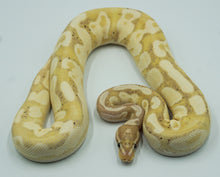 Load image into Gallery viewer, Coral Glow Enchi Pos Yellow Belly Malum Ball Python (0.1)
