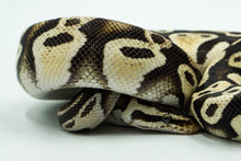 Load image into Gallery viewer, Pastel Fader Double Het Clown Pied Ball Python (1.0)
