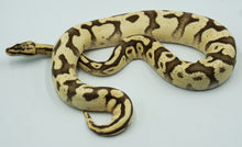 Load image into Gallery viewer, Pastel Enchi Lucifer Yellow Belly Fader + Ball Python (1.0)
