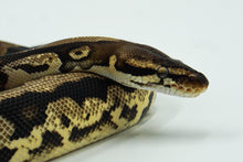 Load image into Gallery viewer, Pastel Leopard Yellow Belly Fader Ball Python (0.1)
