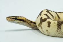 Load image into Gallery viewer, Pastel Enchi Lucifer Yellow Belly Fader + Ball Python (1.0)
