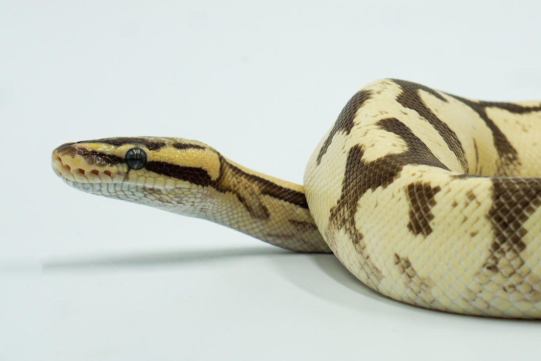 Pastel Enchi Lucifer Yellow Belly Fader + Ball Python (1.0)
